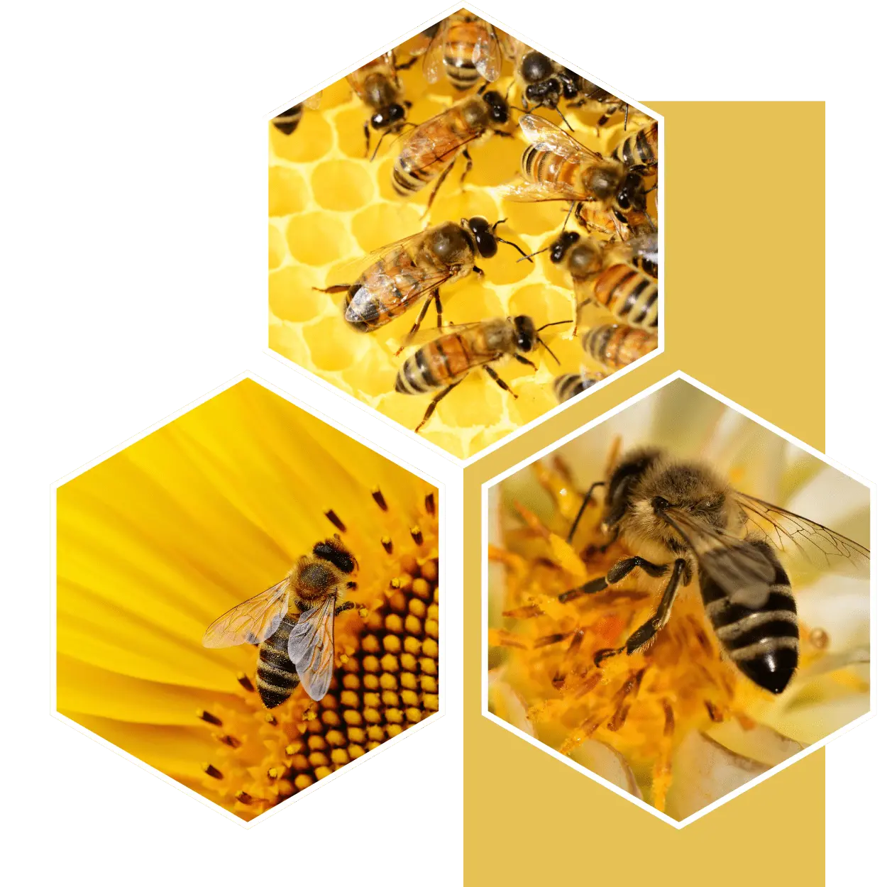 ΑΠΟΛΥΤΩΣ ΑΒΛΑΒΕΣ - Φιλικό προς τις μέλισσες